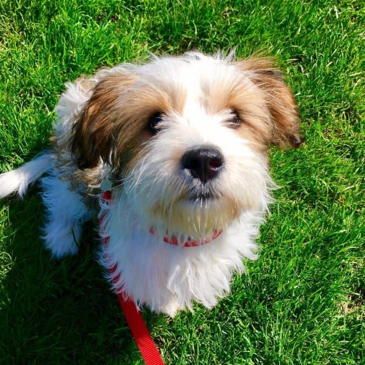 Dog Training Enrolment