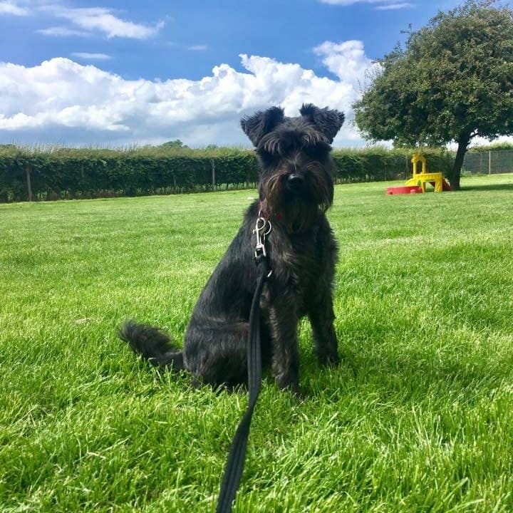 Dog Training Services