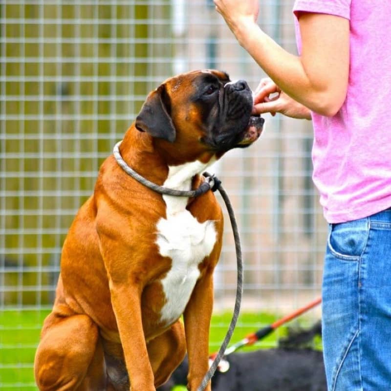 Dog Training Image